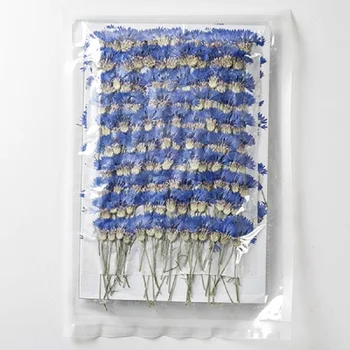 250 adet Preslenmiş Kurutulmuş Mavi Peygamberçiçekleri çiçek sapı Herbaryum Epoksi Makyaj Takı Kartpostal Davetiye Kartı telefon kılıfı DIY