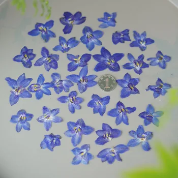 60 adet Preslenmiş Kurutulmuş Delphinium grandiflorum L Çiçek Epoksi Reçine Kolye Takı yüz makyajı Yapımı El Sanatları DIY Aksesuarları 23