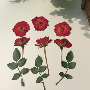 60 adet Preslenmiş Kurutulmuş Kırmızı Gül+Tomurcuk+Yaprak Çiçek Bitki Herbaryum Takı Kartpostal Davetiye Kartı telefon kılıfı İmi DIY 2